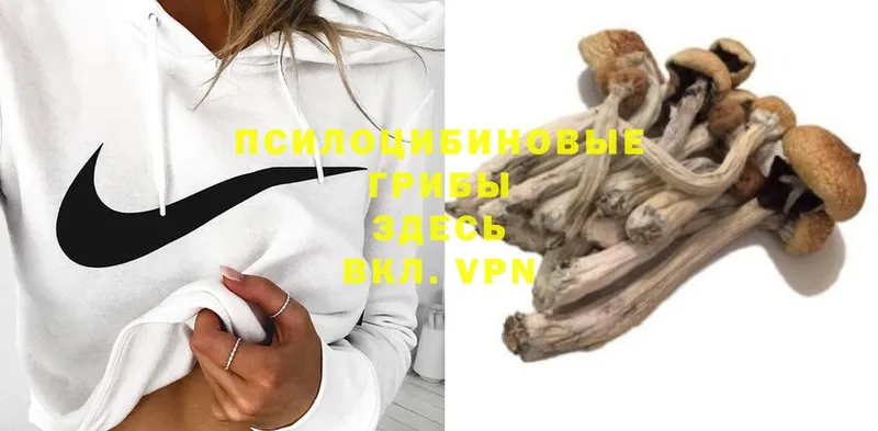 Галлюциногенные грибы Psilocybe  Белоозёрский 